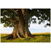 Acqua Di Parma Colonia Quercia edc 100ml