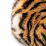 Note Animali