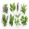 Note Aromatiche