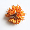 Fiore di Ashoka