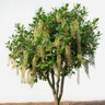 Albero di Belambra