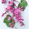 Fiore di Ribes Nero
