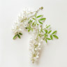 Robinia