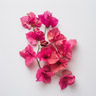 Bouganvillea