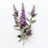 Buddleia
