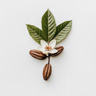 Fiore di Cacao