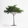 Albero del Caffè