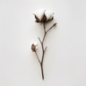 Fiore di Cotone