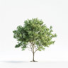 Albero del cotone (Pioppo)