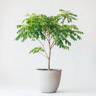Albero del curry