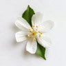 Fiore di pompelmo