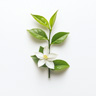 Fiore di Tè Verde