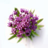 Jatamansi o Spikenard