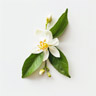 Fior di Limone