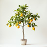 Limone