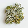 Lichene