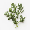 Artemisia