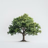 Quercia