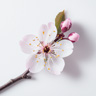 Fiore di Frutteto