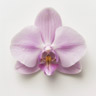 Orchidea