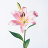 Giglio Rosa