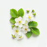 Fiore di lampone