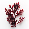 Alghe rosse