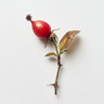 Rosa Canina