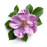 Rosa giapponese (Hamanasu)