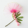 Fiore di albizzia