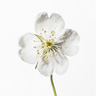 Fiore Scheletro (Diphylleia Grayi)