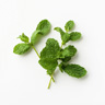 Menta Verde