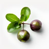 Mela stellata