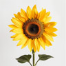 Girasole