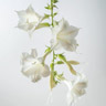 Fiore di tabacco