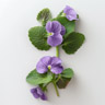 Foglia di Violetta