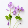 Ossalis violetta
