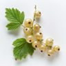 Ribes Bianco