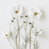 Fiori Bianchi