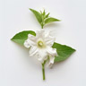 Tabacco bianco